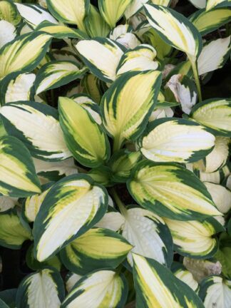 Hosta Georgia's Sweetheart - bag