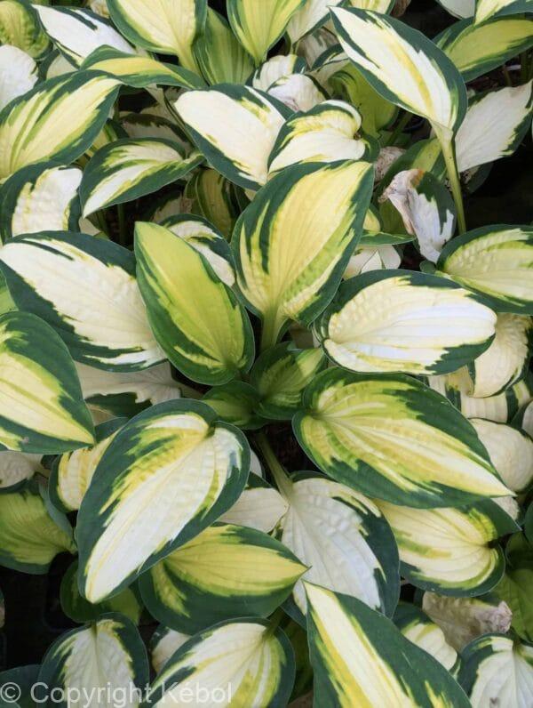 Hosta Georgia's Sweetheart