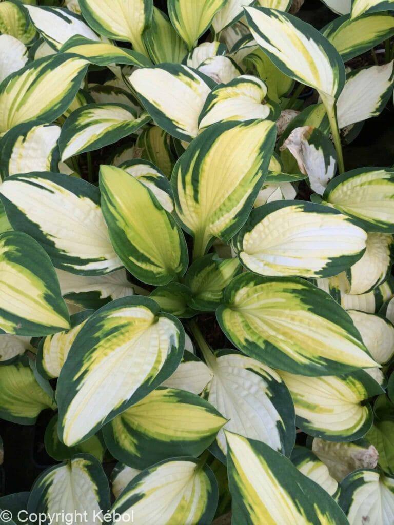Hosta Georgia's Sweetheart