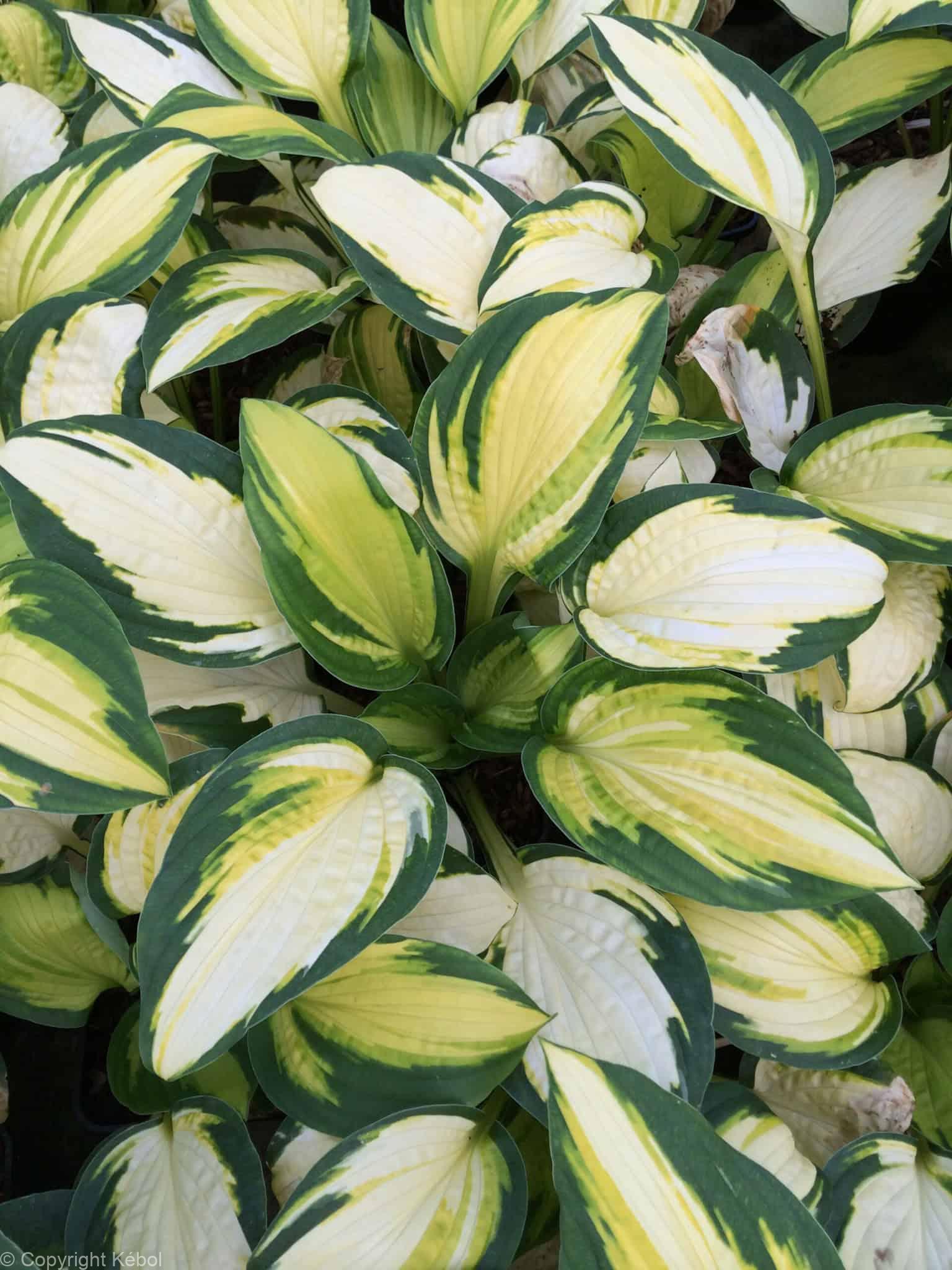 Hosta Georgia's Sweetheart