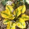 Hosta Glad Rags