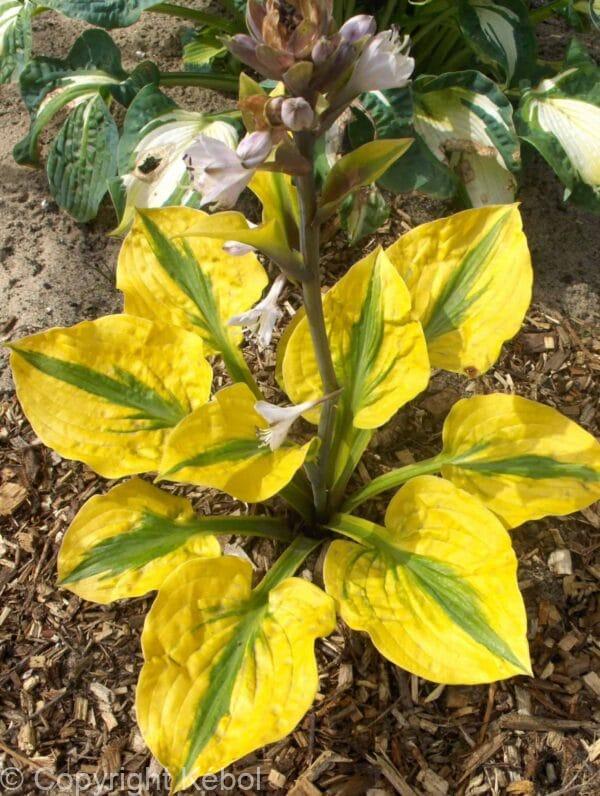 Hosta Glad Rags