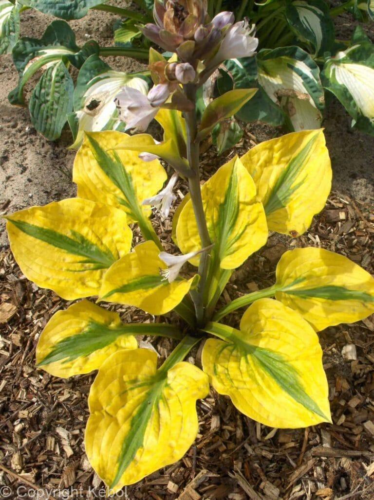 Hosta Glad Rags