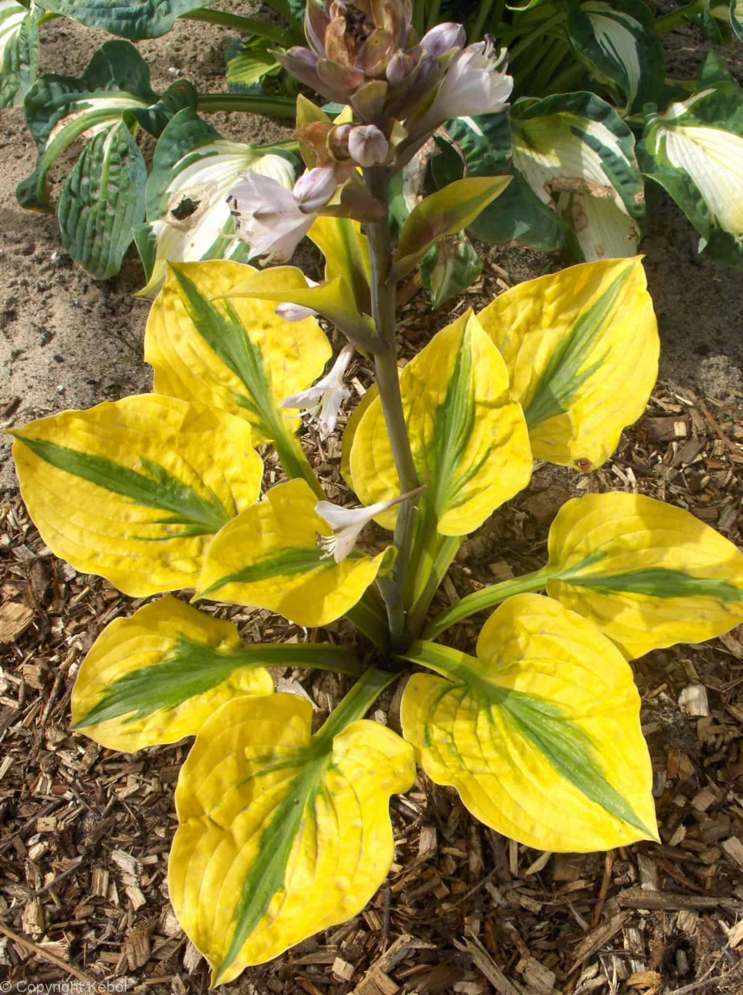 Hosta Glad Rags