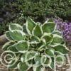 Hosta Karin
