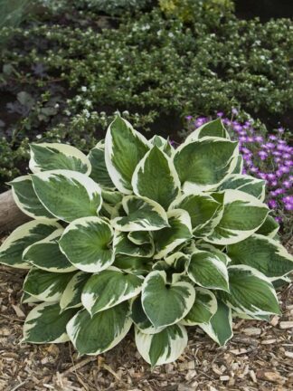 Hosta Karin