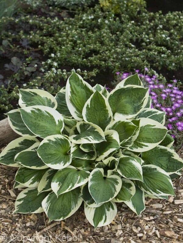 Hosta Karin