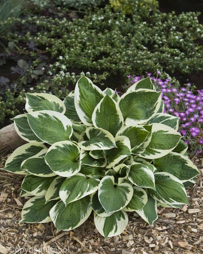 Hosta Karin