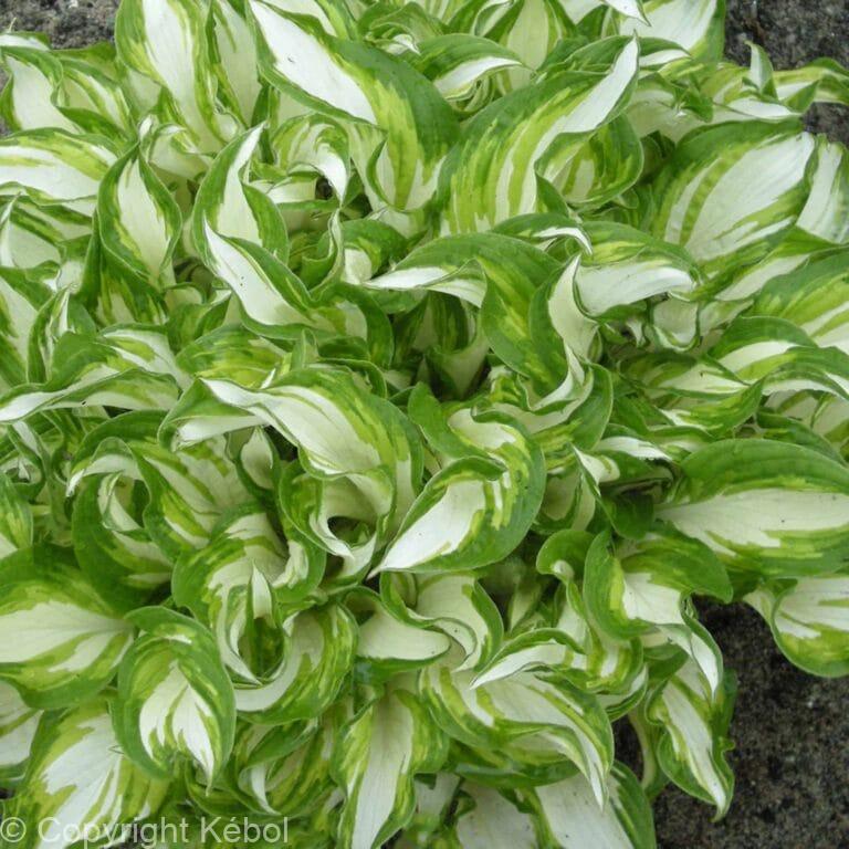 Hosta Kiwi Spearmint