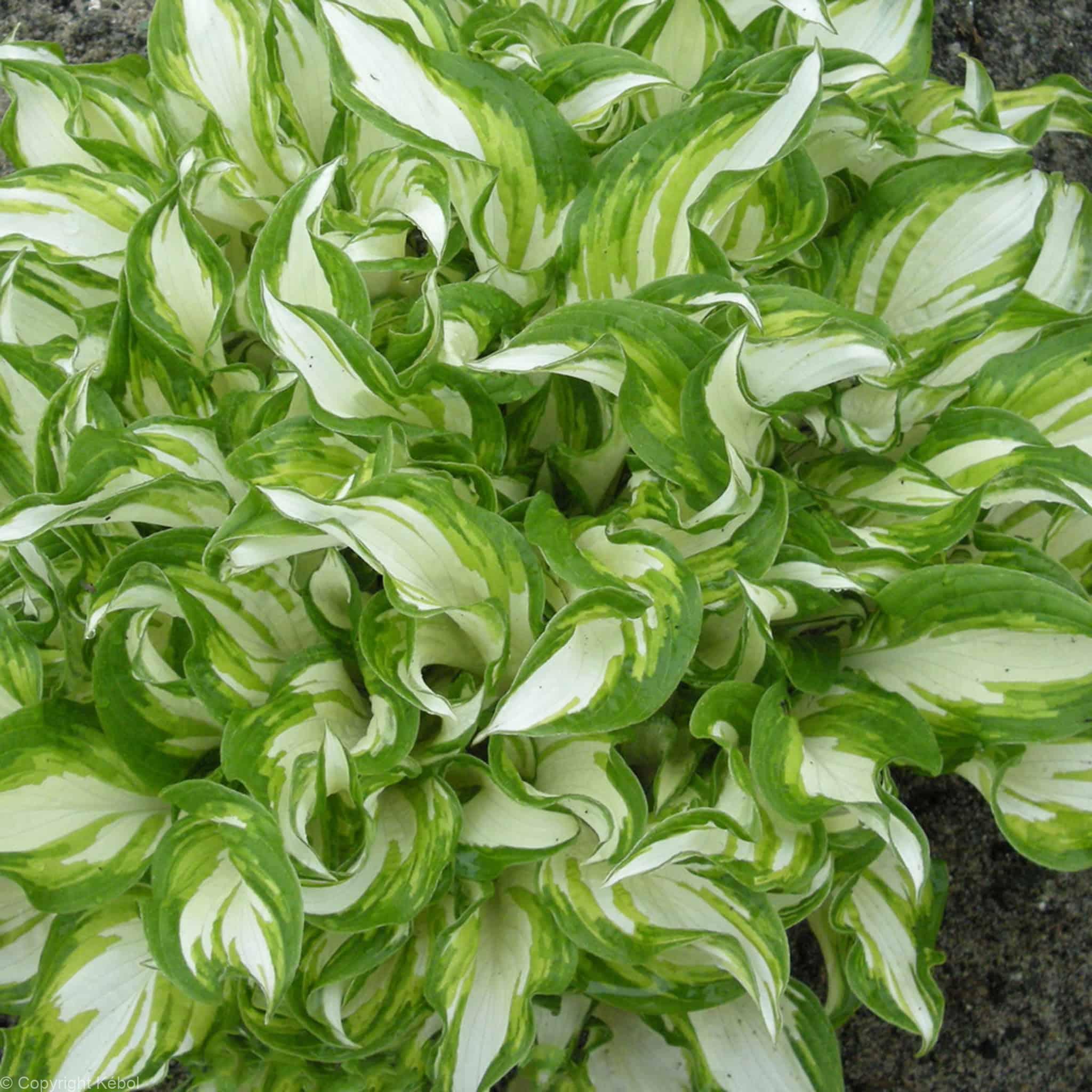 Hosta Kiwi Spearmint