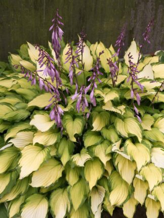 Hosta Lady Guinevere - bag