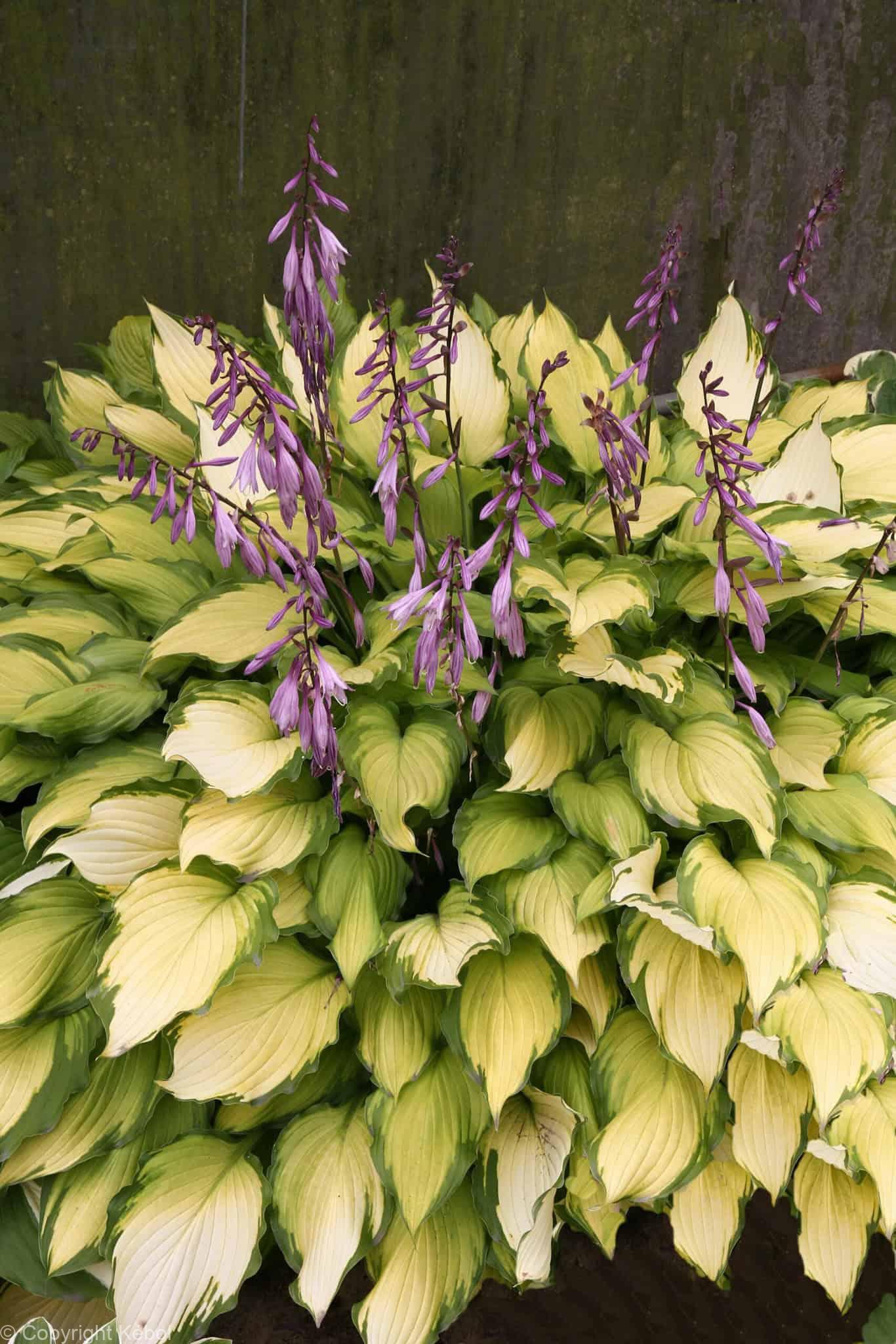 Hosta Lady Guinevere