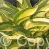 Hosta Lakeside Little Tuft