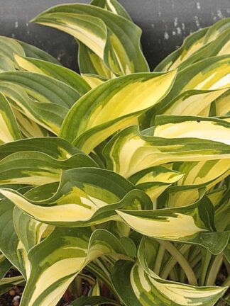Hosta Lakeside Little Tuft - bag