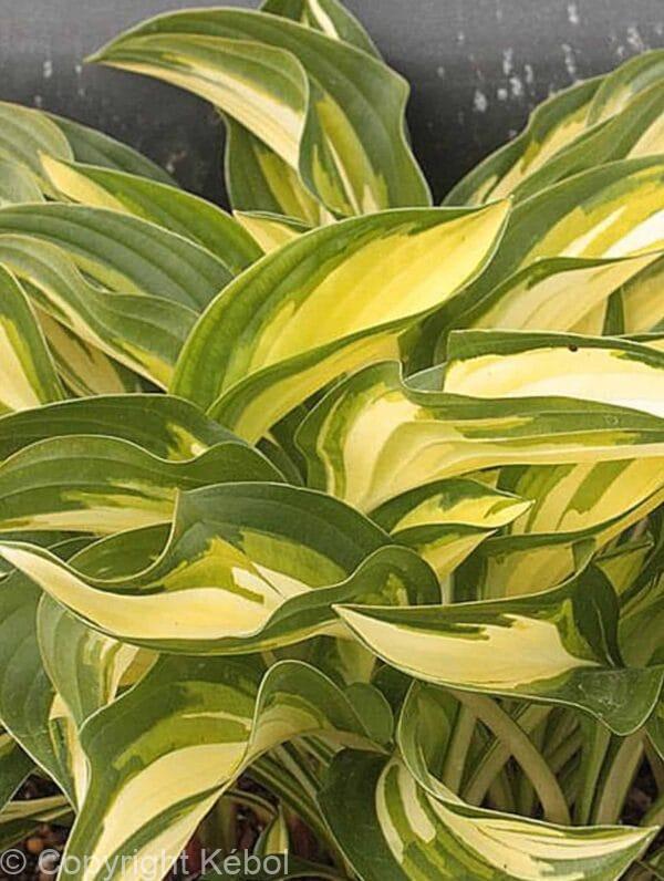 Hosta Lakeside Little Tuft