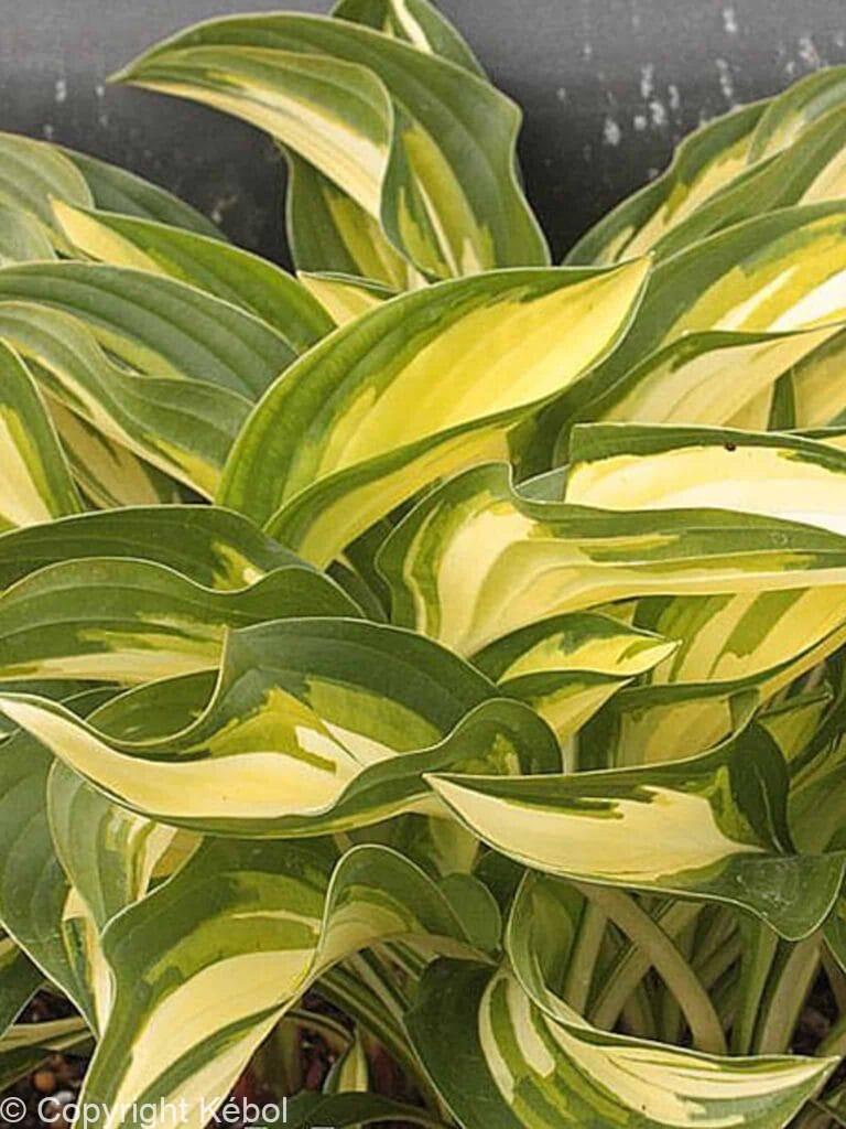 Hosta Lakeside Little Tuft