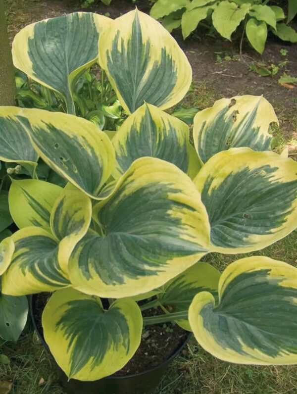 Hosta Liberty