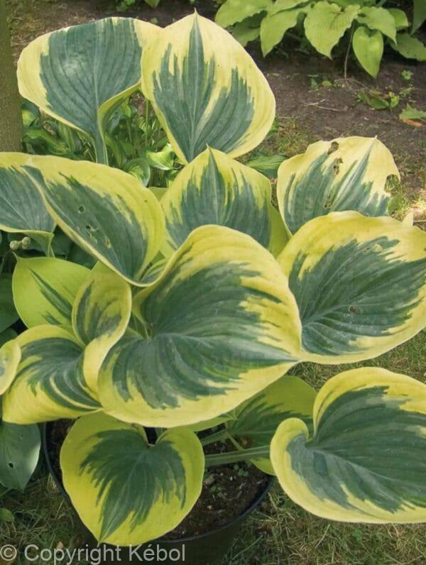 Hosta Liberty