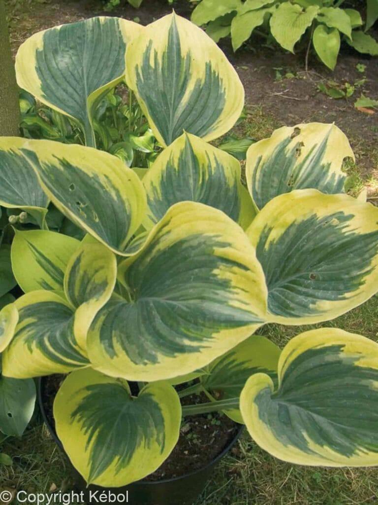 Hosta Liberty