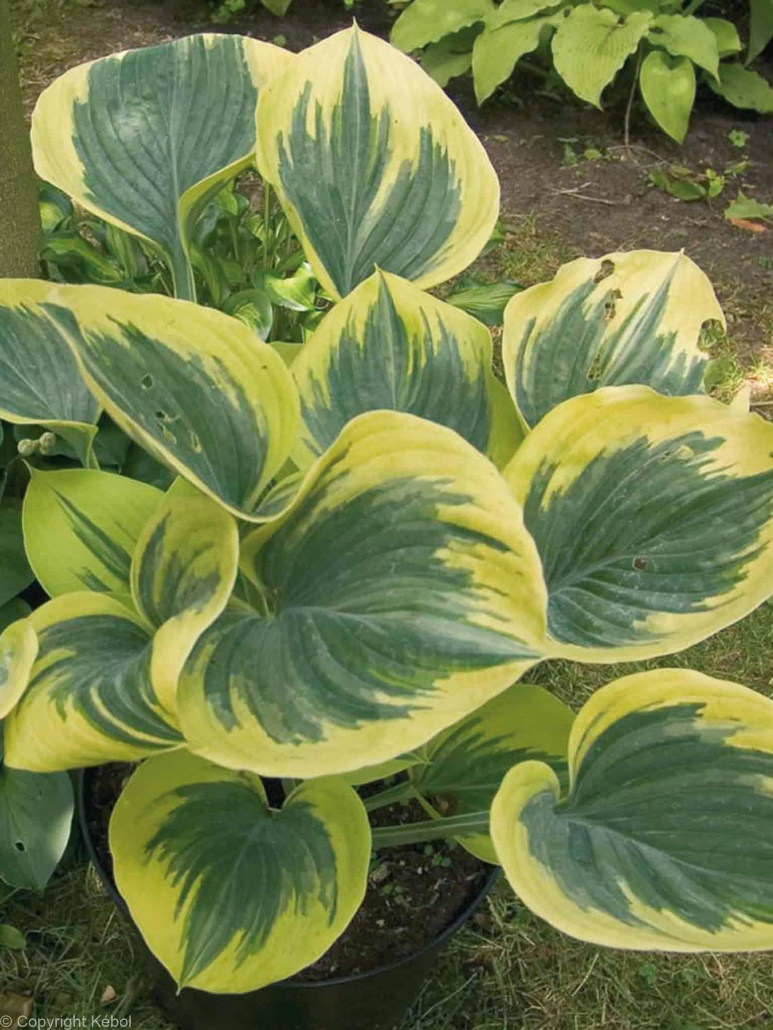 Hosta Liberty
