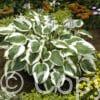 Hosta Minuteman