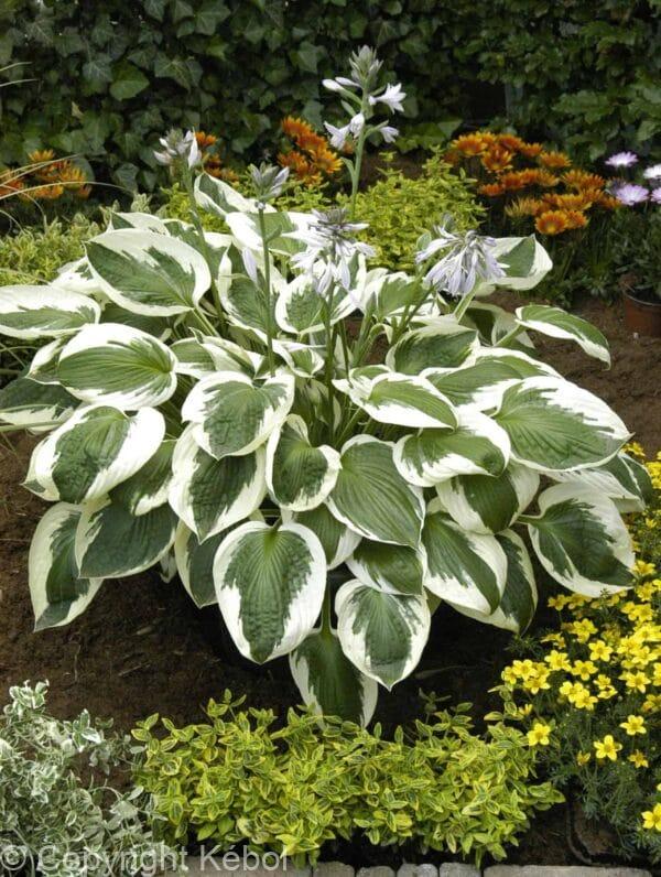 Hosta Minuteman