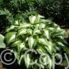Hosta Night Before Christmas