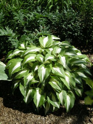 Hosta Night Before Christmas - bag