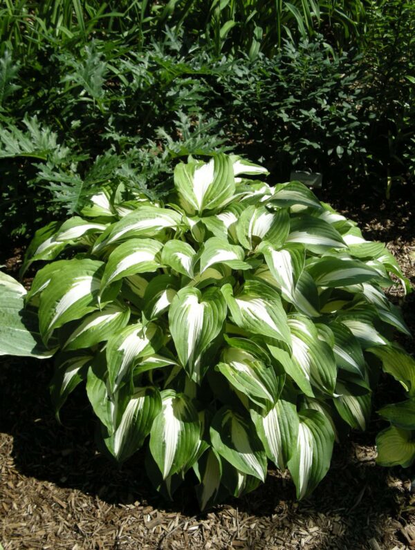 Hosta Night Before Christmas