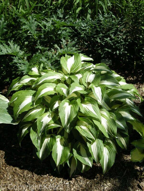 Hosta Night Before Christmas