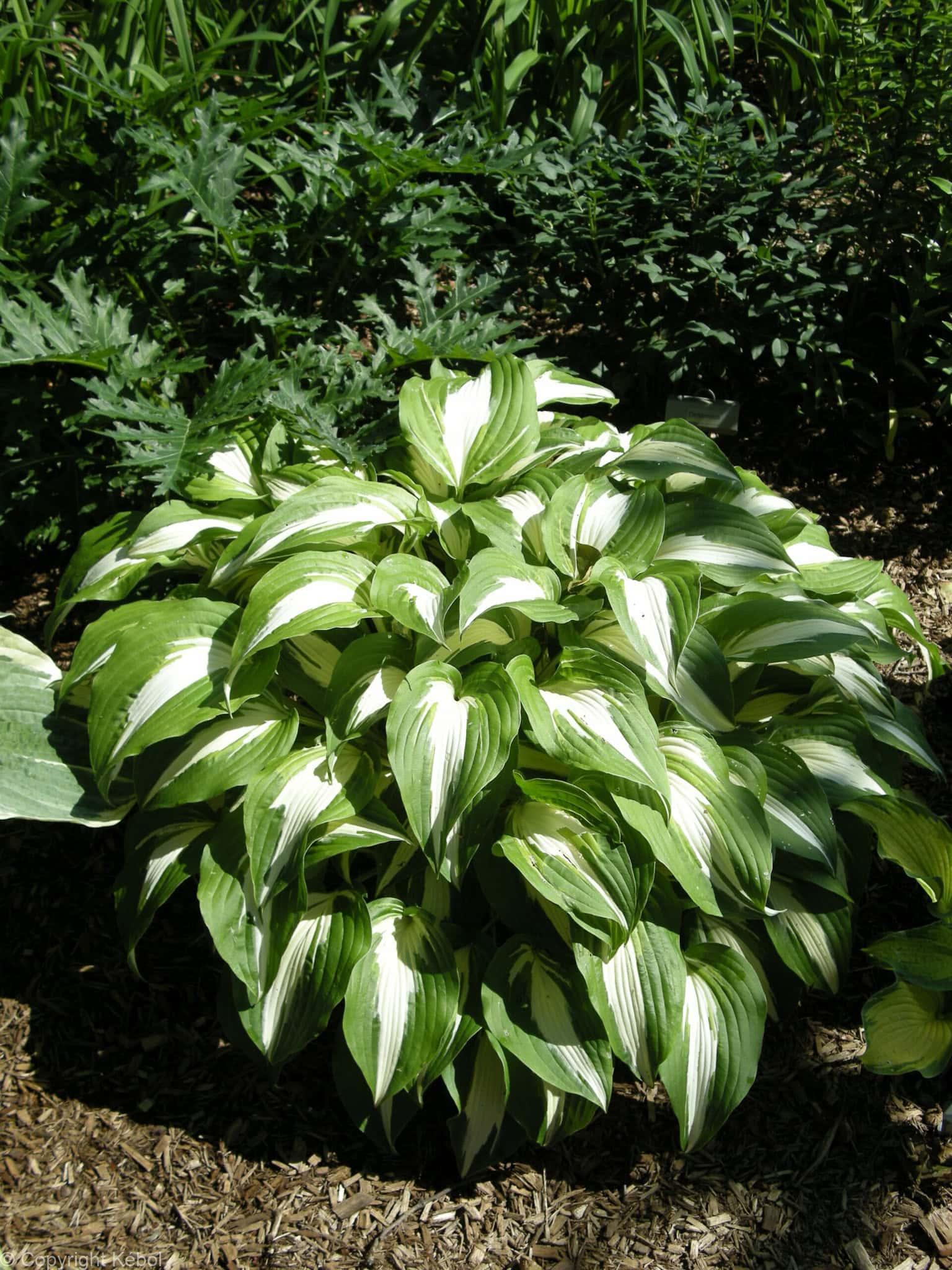 Hosta Night Before Christmas