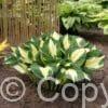 Hosta Pathfinder