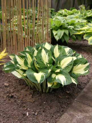 Hosta Pathfinder - bag