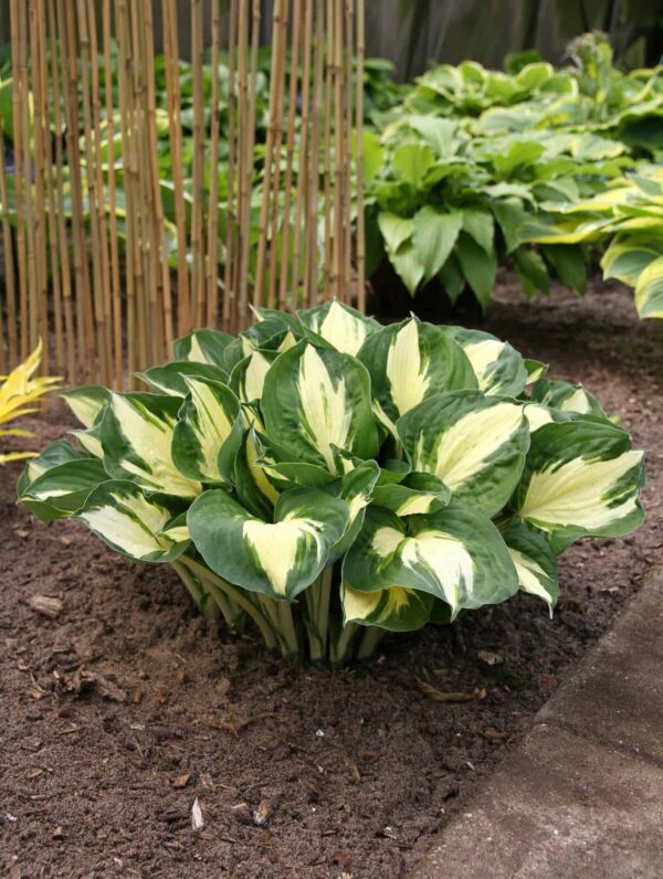 Hosta Pathfinder