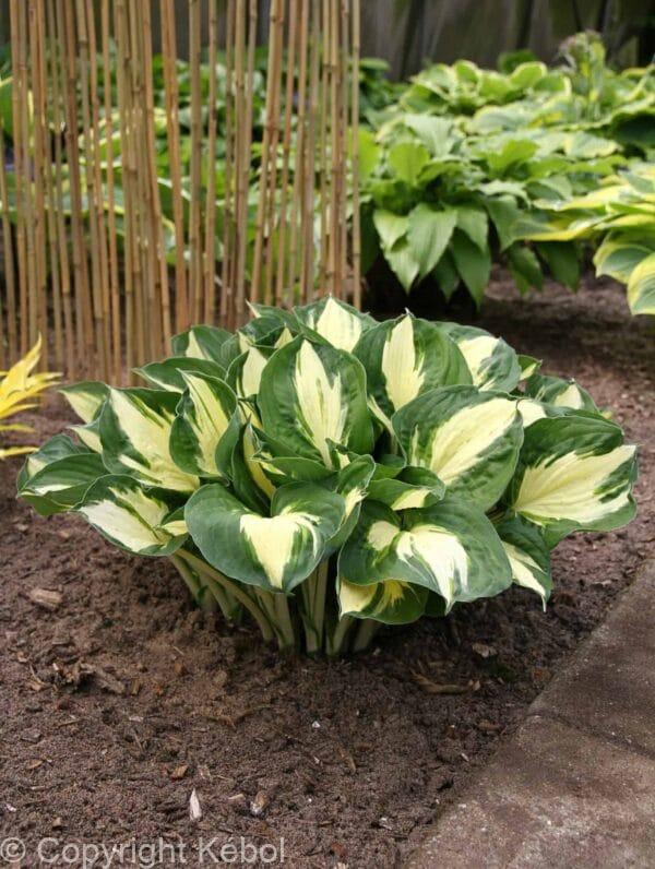 Hosta Pathfinder