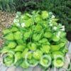 Hosta Rainforest Sunrise
