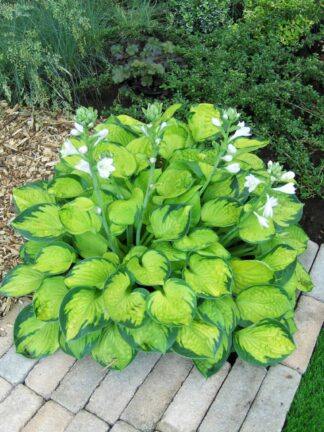 Hosta Rainforest Sunrise - case