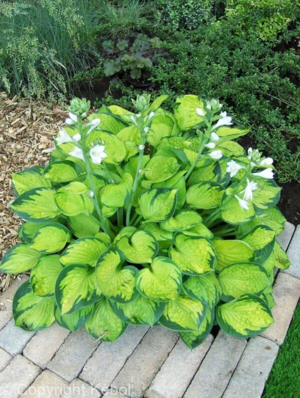 Hosta Rainforest Sunrise