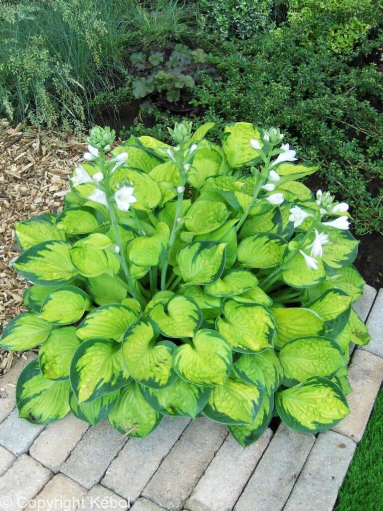 Hosta Rainforest Sunrise