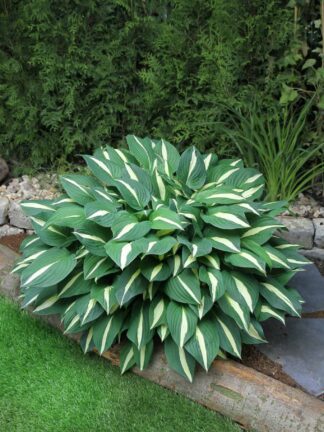 Hosta Risky Business - case