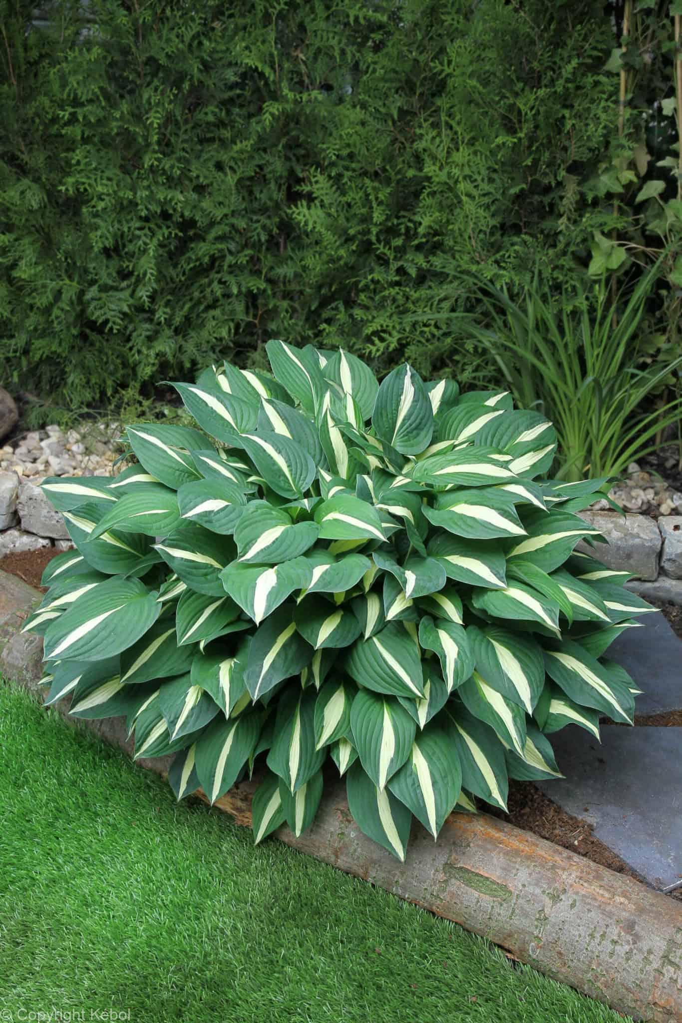 Hosta Risky Business