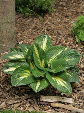 Hosta Sting - case