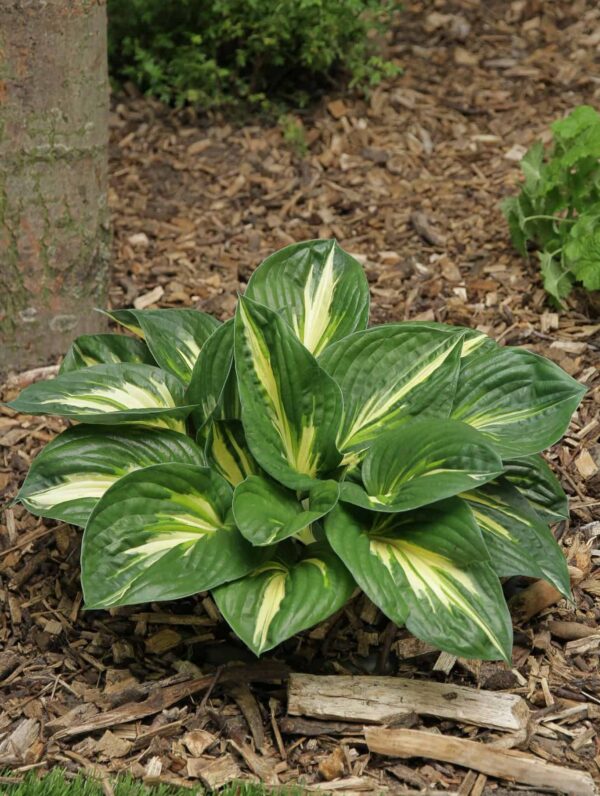 Hosta Sting