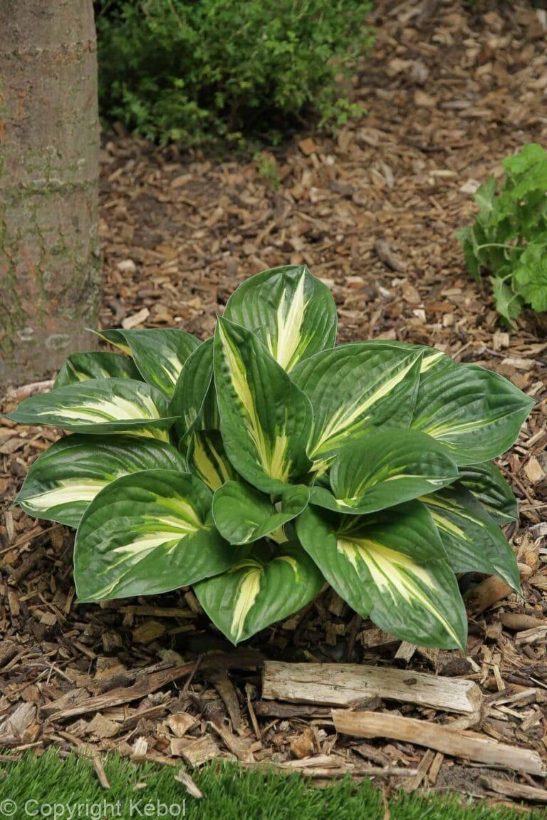 Hosta Sting