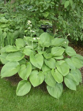 Hosta T Rex - case