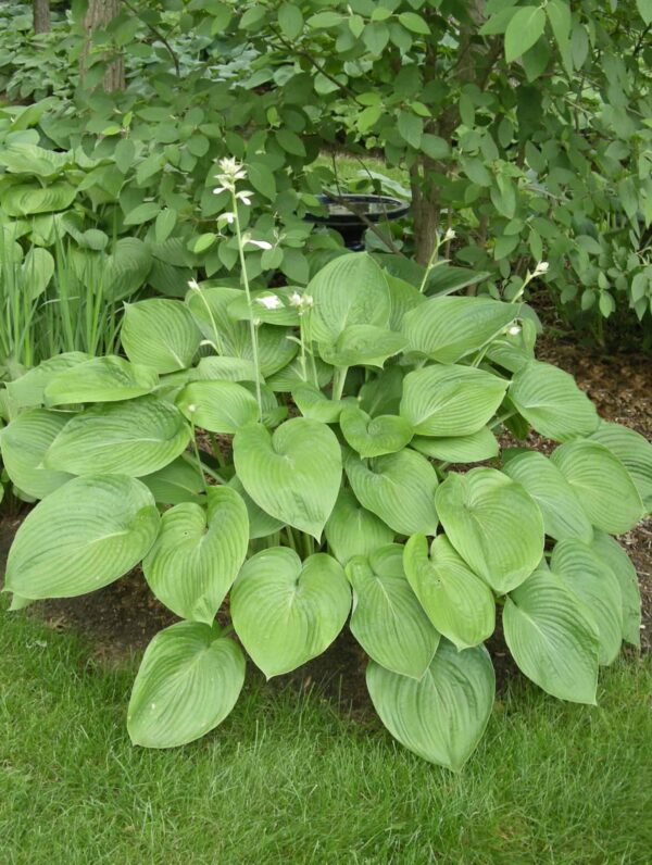 Hosta T Rex