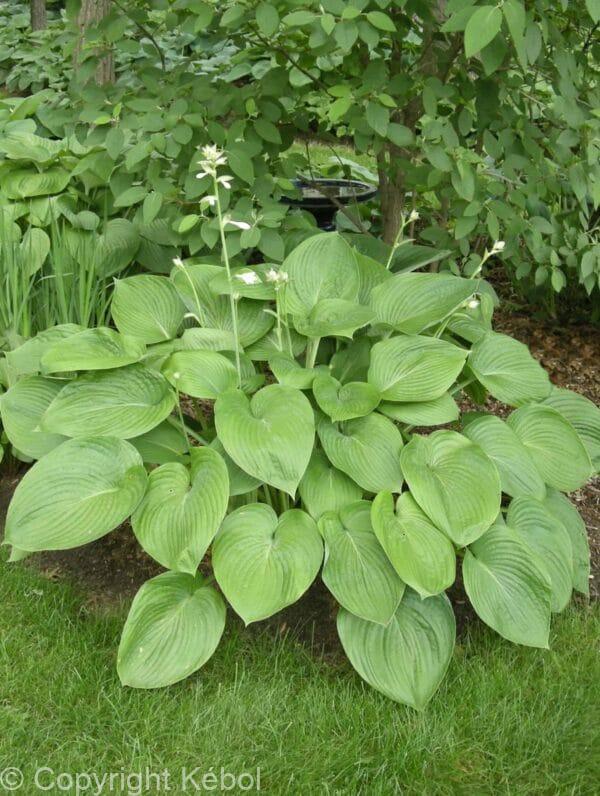 Hosta T Rex