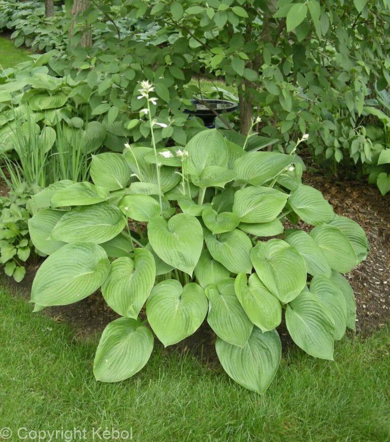 Hosta T Rex