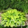 Hosta Velvet Moon