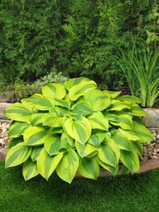 Hosta Velvet Moon - case